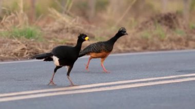 Erkek ve dişi çiftler yetişkinler, Crax fasciolata türünün çıplak yüzlü Curassow 'u