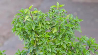 Sweet Basil Plant of the species Ocimum basilicum