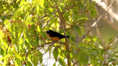 Erkek İhlali Euphonia, Euphonia türünün öforisi.