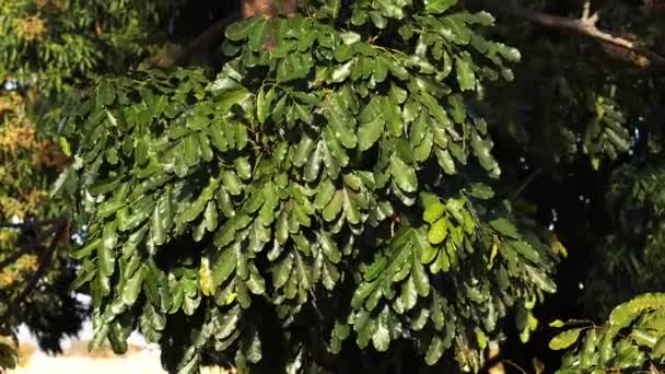 Apropierea Frunzișului Verde Copacului Familiei Meliaceae — Videoclip de stoc