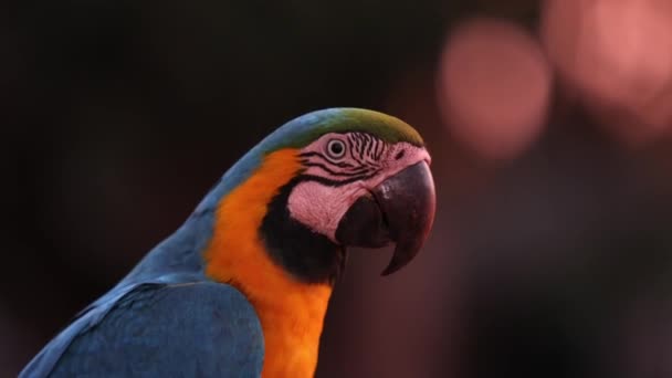 ใหญ าเง นและส เหล Macaw — วีดีโอสต็อก