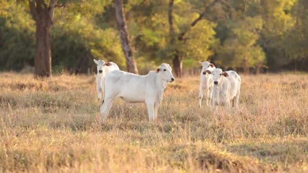 Nelore Sığırlarının Kapanış Saatinde Kuru Otlaklarda — Stok video