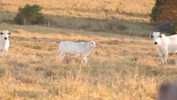 黄金时段在干枯的牧场上圈养野牛 — 图库视频影像