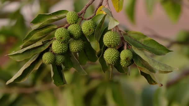 Västindisk Alm Växt Arten Guazuma Ulmifolia — Stockvideo
