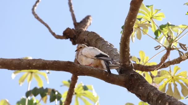 Dierlijke Feral Pigeon Van Soort Columba Livia Domestica — Stockvideo