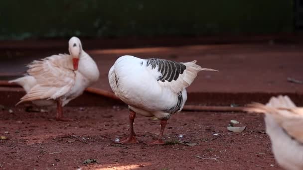 Ζωική Φάρμα Greylag Goose Του Είδους Anser Anser — Αρχείο Βίντεο