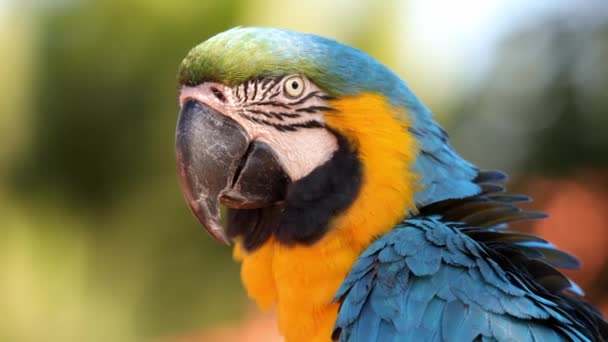 Ενηλίκων Blue Yellow Macaw — Αρχείο Βίντεο