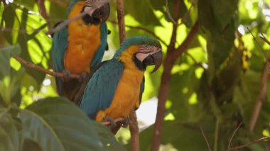 Yetişkin Mavi-Sarı Macaw