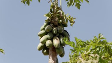 Meyveli papaya ağacını kapat.