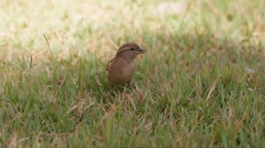 Passer domesticus türünün Küçük Ev Serçesi