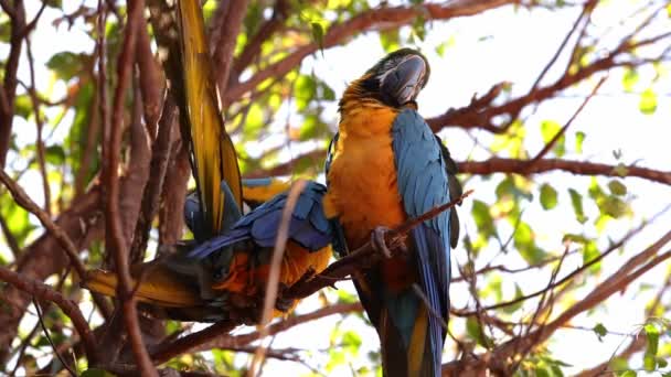 Ενηλίκων Blue Yellow Macaw — Αρχείο Βίντεο