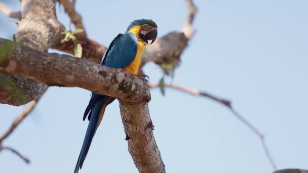 Dorosły Niebiesko Żółty Macaw — Wideo stockowe