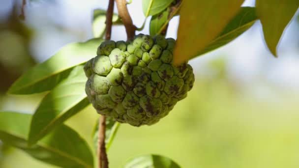 Sweetsop Fruits Verts Espèce Annona Squamosa — Video