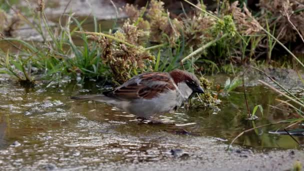 Small Male House Sparrow Species Passer Domesticus — Stock Video