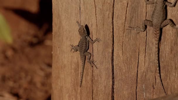 Мала Наземна Ящірка Роду Tropidurus — стокове відео