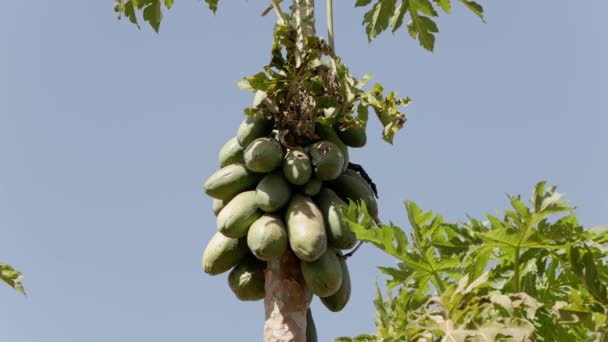 과일과 파파야 나무의 클로즈업 — 비디오