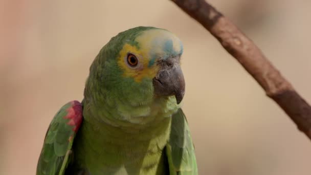Adulto Turquesa Fronte Papagaio Espécie Amazona Aestiva — Vídeo de Stock