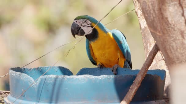 Vuxen Blågul Macaw Arten Ara Arauna — Stockvideo