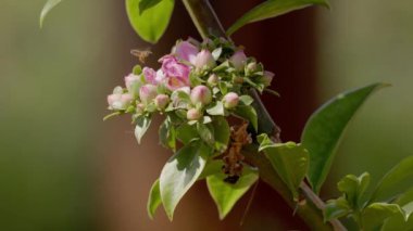 Pereskia grandifolia türünün gül kaktüsü çiçeği