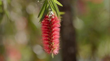 Melaleuca cinsinin çiçek açan ağacı.