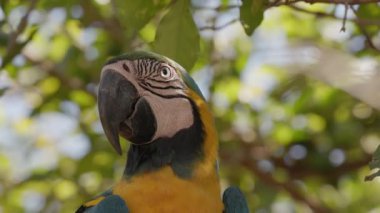 Yetişkin Mavisi ve Sarı Makaw