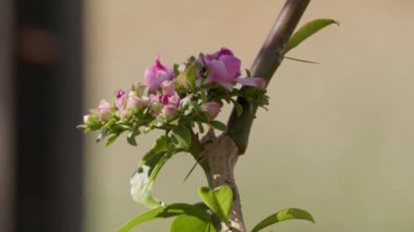 Pereskia grandifolia türünün gül kaktüsü çiçeği