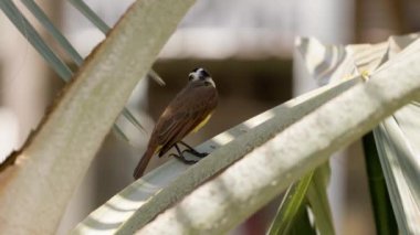 Hayvan Kuşu Pitangus sülfür türünün Büyük Kiskadee 'si.