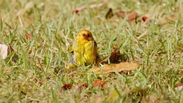 Safranfinkenvogel Der Art Sicalis Flaveola — Stockvideo