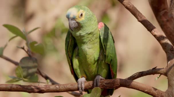 Dospělý Tyrkysový Papoušek Druhu Amazona Aestiva — Stock video