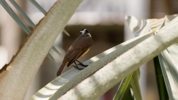 Animal Bird Great Kiskadee Species Pitangus Sulphuratus — Stock Video