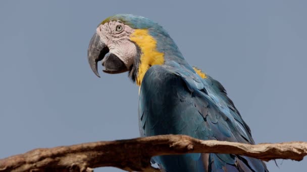 Дорослий Синій Жовтий Macaw — стокове відео