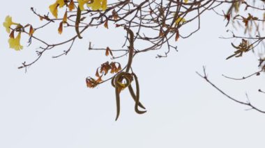 Handroanthus cinsinin Altın Trompet Ağacı
