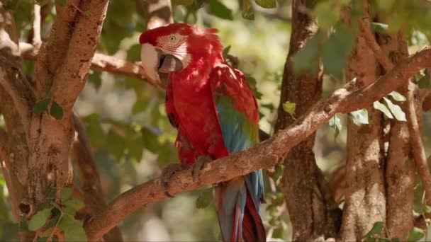 Dorosły Czerwony Zielony Macaw Gatunku Ara Chloropterus — Wideo stockowe
