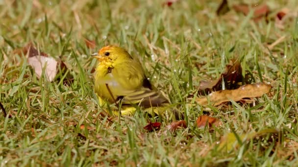Erkek Safran Finch Kuş Türü Sicalis Flaveola — Stok video