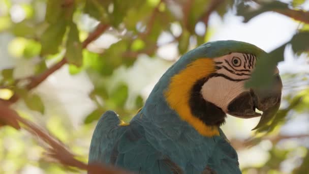 Voksen Blå Gul Macaw – Stock-video