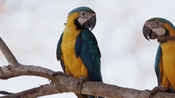 Дорослий Синій Жовтий Macaw — стокове відео