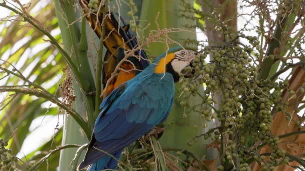 Adult Blue Yellow Macaw Species Ara Ararauna — Stock Video