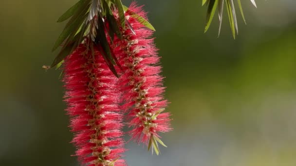 Garrafa Floração Árvore Gênero Melaleuca — Vídeo de Stock