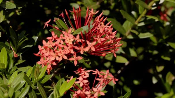Czerwona Dżungla Flame Plant Flower Rodzaju Ixora — Wideo stockowe