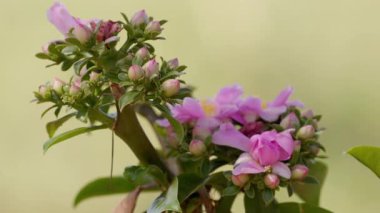 Pereskia grandifolia türünün gül kaktüsü çiçeği