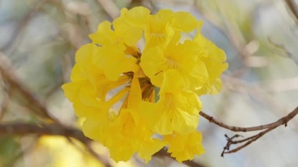 Trombeta Dourada Gênero Handroanthus — Vídeo de Stock
