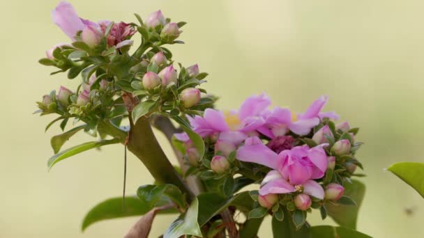 Pereskia Grandifolia Türünün Gül Kaktüsü Çiçeği — Stok video