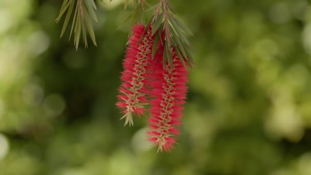 Flaschenbürste Blütenbaum Der Gattung Melaleuca — Stockvideo