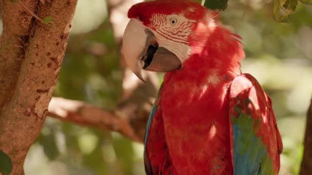 Ara Chloropterus种的成虫红 绿Macaw — 图库视频影像