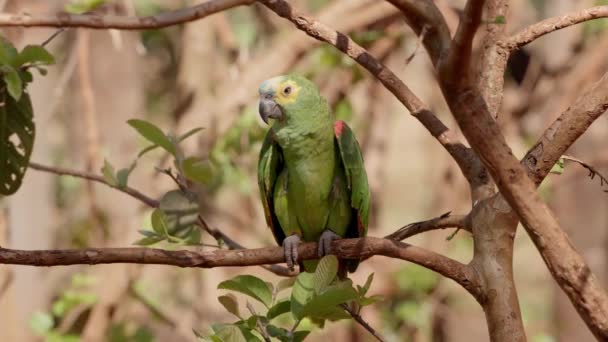 Dospělý Tyrkysový Papoušek Druhu Amazona Aestiva — Stock video
