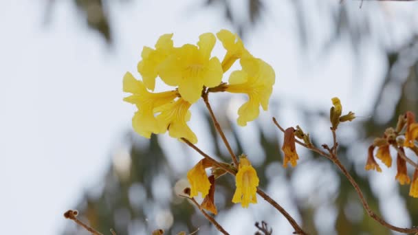 Handroanthus Cinsinin Altın Trompet Ağacı — Stok video
