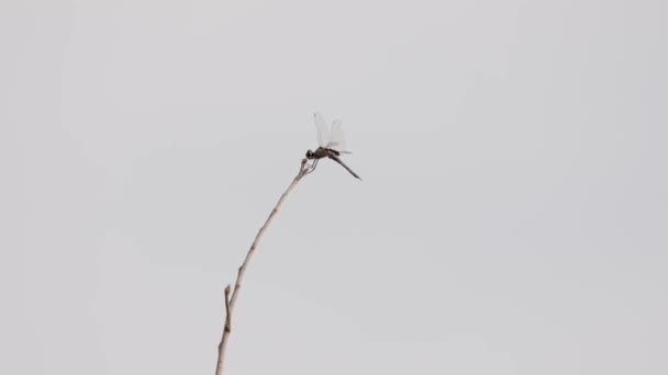 Adult Dragonfly Insect Family Libellulidae — стокове відео