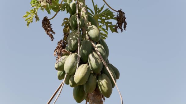 과일과 파파야 나무의 클로즈업 — 비디오