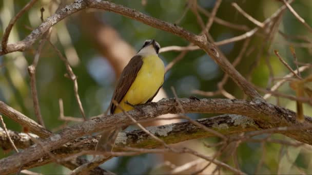 Ζωικό Πτηνό Great Kiskadee Του Είδους Pitangus Sulphuratusa — Αρχείο Βίντεο