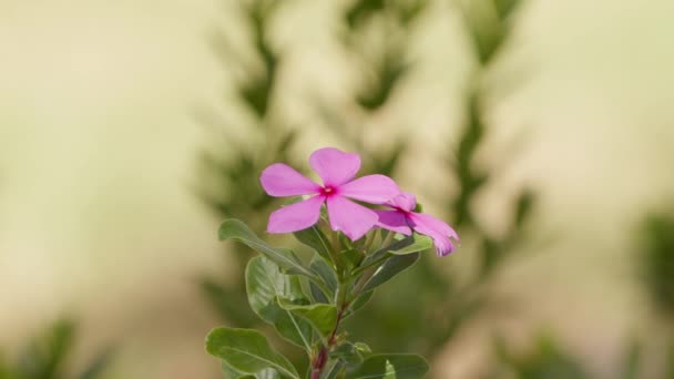 ピンクマダガスカルペリウィンクル選択的焦点を当てた種カタランサスバラの花 — ストック動画